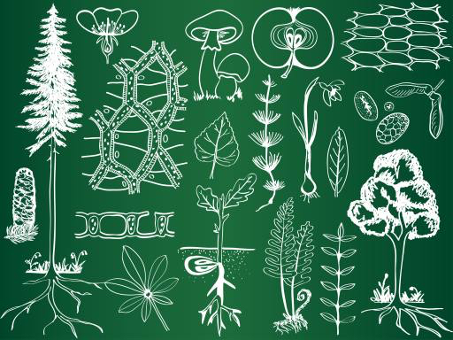 grön, teckning, teckningar, träd, löv, svamp, äpple, frukt Kytalpa