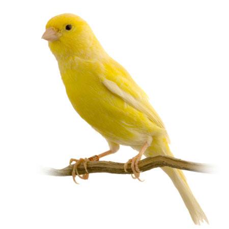 fågel, gul Isselee - Dreamstime