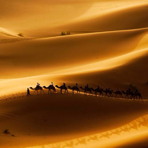 sand, öken, kameler, natur Rcaucino