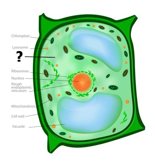 Cell, cellulär, grönt, orange, kloroplast, kärnan, vakuolen Designua