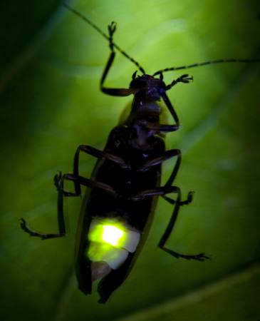 insekt, djur, vild, djurliv, liten, blad, grön Fireflyphoto - Dreamstime