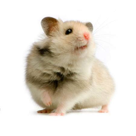 råtta, mus, djur Isselee - Dreamstime