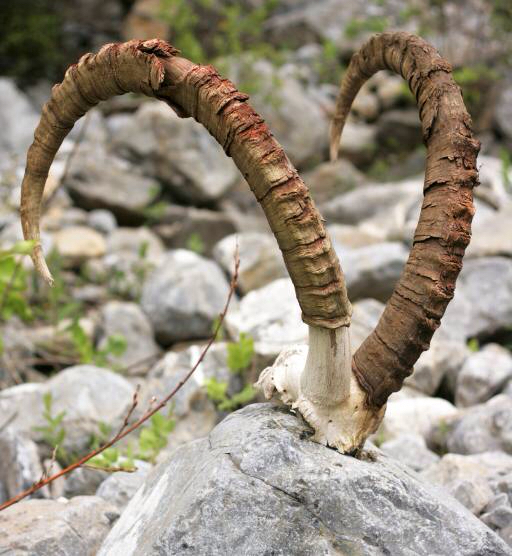 horn, stenar, djur Roman Pichshev (Pishevroman)
