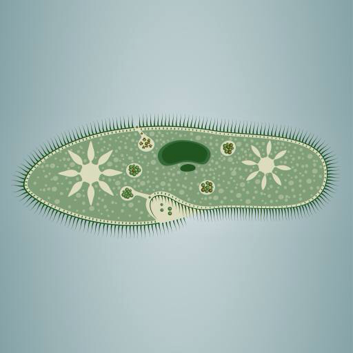 fotavtryck, alger, grönt, stjärna, mikroskopiska vävnad Vladimir Zadvinskii (Vladimiraz)