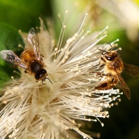 bin, natur, bi, polen, blomma Sheryl Caston - Dreamstime