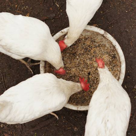 kycklingar, äta, mat, skål, vit, korn, vete Alexei Poselenov - Dreamstime