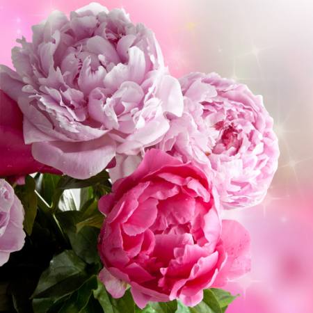 blomma, blommor, trädgård, ros Piccia Neri - Dreamstime