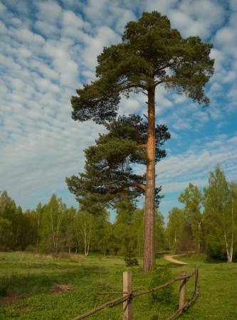 träd, trädgård, fält, natur, staket, väg, grön Konstantin Gushcha - Dreamstime