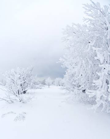 vinter, vit, träd Kutt Niinepuu - Dreamstime