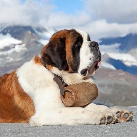 hund, fat, berg Swisshippo - Dreamstime