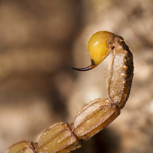 skorpion, djur, insekt Mauro Rodrigues (Membio)