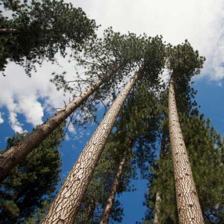 träd, himmel, trä, moln Juan Camilo Bernal - Dreamstime