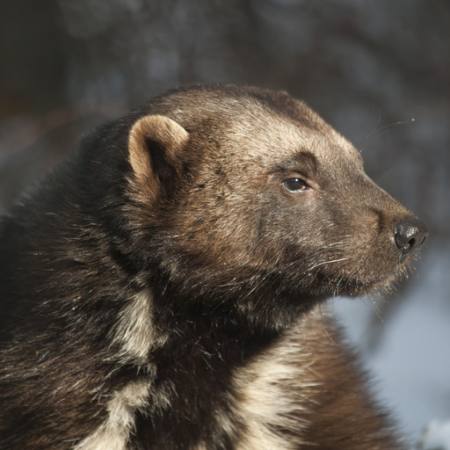 djur, björn, vild, djurliv, päls Moose Henderson - Dreamstime