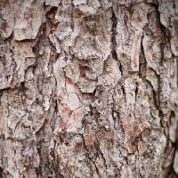 Pixwords Bilden med träd, natur, objekt, bark Oleg Pilipchuk - Dreamstime