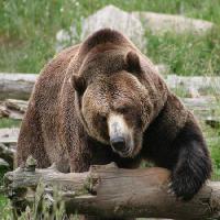 Pixwords Bilden med björn, djur, vilda Richard Parsons - Dreamstime
