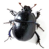 Pixwords Bilden med insekter, svart, vingar, arter Vladvitek - Dreamstime
