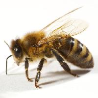 Pixwords Bilden med bee, flyga, honung Tomo Jesenicnik - Dreamstime