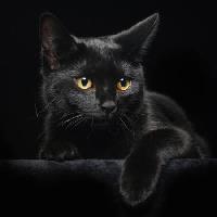 Pixwords Bilden med katt, djur Svetlana Petrova - Dreamstime