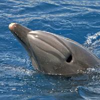 havsdjur, delfin, val Avslt71