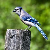 Pixwords Bilden med fågel, träd, stam, blå Wendy Slocum - Dreamstime