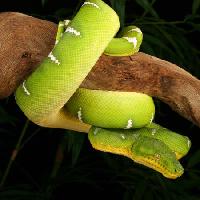 Pixwords Bilden med orm, vilda, vilda djur, gren, grön Johnbell - Dreamstime