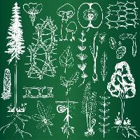 Pixwords Bilden med grön, teckning, teckningar, träd, löv, svamp, äpple, frukt Kytalpa