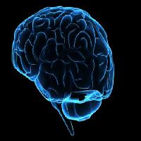 huvud, man, kvinna, tänka, hjärna Sebastian Kaulitzki - Dreamstime