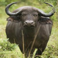 Pixwords Bilden med natur, wild, djur, horn, svart, gräs Ivonne Wierink - Dreamstime