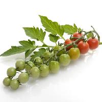 frukt, grönsaker, tomater, tomat, grön, röd, blad, mat Svetlana Foote (Saddako123)