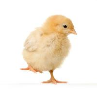 Pixwords Bilden med kyckling, djur, ägg, gul Isselee - Dreamstime