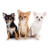Pixwords Bilden med hundar, hund, tre, djur Anna Utekhina - Dreamstime