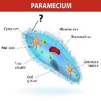 Pixwords Bilden med Paramecium, mikrokärn Designua