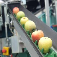 äpplen, mat, maskin, fabrik Jevtic