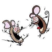 Pixwords Bilden med mus, möss, sinnessjukt, lyckligt, två Donald Purcell - Dreamstime