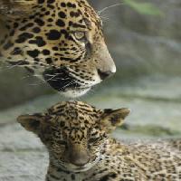 Pixwords Bilden med djur, baby, zoo Jxpfeer - Dreamstime