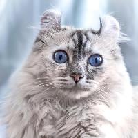 Pixwords Bilden med katt, ögon, djur Eugenesergeev - Dreamstime
