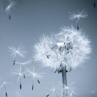Pixwords Bilden med blomma, fluga, blå, sky, frön Mouton1980 - Dreamstime