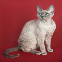 Pixwords Bilden med katt, djur Marta Holka - Dreamstime