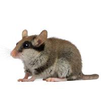 Pixwords Bilden med mus, råtta, djur Isselee - Dreamstime