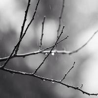 Pixwords Bilden med gren, träd, svart, vit, regn, vatten Mtoumbev
