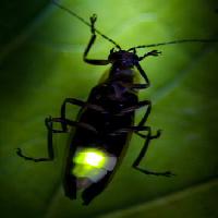 Pixwords Bilden med insekt, djur, vild, djurliv, liten, blad, grön Fireflyphoto - Dreamstime