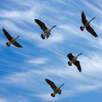Pixwords Bilden med fåglar, sky, flyga, moln Scol22 - Dreamstime