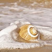 Pixwords Bilden med hav, vatten, skal, sand, strand Robyn Mackenzie (Robynmac)