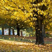 träd, höst, löv, gul Daveallenphoto