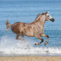 Pixwords Bilden med häst, vatten, hav, strand, djur Regatafly