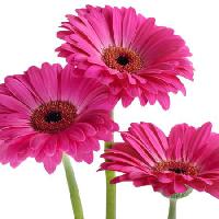 Pixwords Bilden med blommor, blomma, rosa, violett Tatjana Baibakova - Dreamstime
