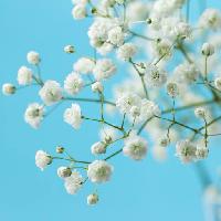 Pixwords Bilden med träd, vit, blom, blomma, blommor Melica