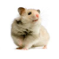 Pixwords Bilden med råtta, mus, djur Isselee - Dreamstime