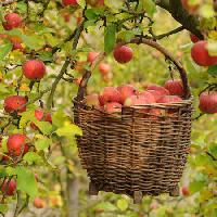 Pixwords Bilden med äpplen, korg, träd Petr  Cihak - Dreamstime