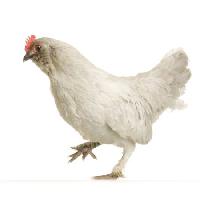 Pixwords Bilden med kyckling, gå, djur Isselee - Dreamstime